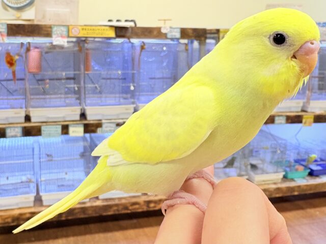 セキセイインコ