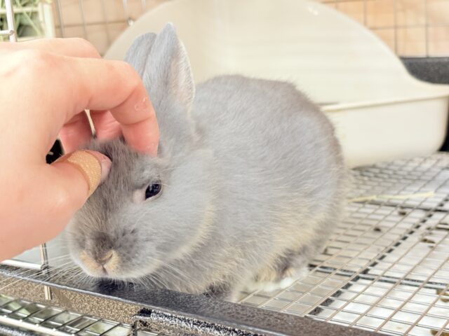 ネザーランドドワーフ