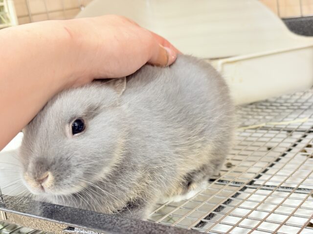 ネザーランドドワーフ