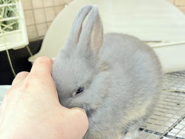 ネザーランドドワーフ