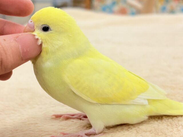 元気💮積極性💮💯なセキセイインコちゃん❣️(パステル系)ヒナ
