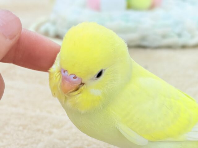 元気💮積極性💮💯なセキセイインコちゃん❣️(パステル系)ヒナ