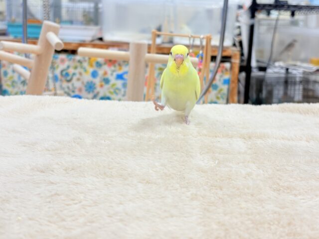 セキセイインコ