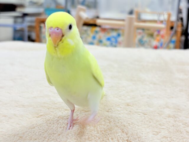 セキセイインコ