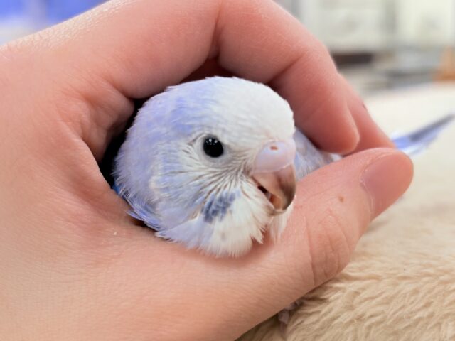 【最新画像更新】落ち着き上品カラー☁️𓈒 𓂂𓏸セキセイインコ(スパングル)ヒナ