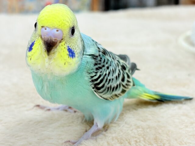 【最新画像更新】キリッとブラックがかっこいい〜😎✨セキセイインコ(レインボー)ヒナ セキセイインコ