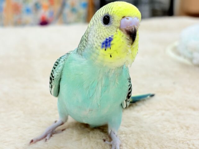 【最新画像更新】キリッとブラックがかっこいい〜😎✨セキセイインコ(レインボー)ヒナ セキセイインコ