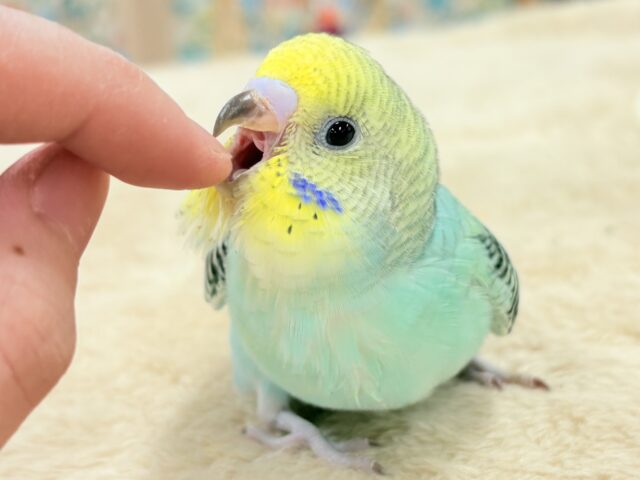 【最新画像更新】キリッとブラックがかっこいい〜😎✨セキセイインコ(レインボー)ヒナ セキセイインコ