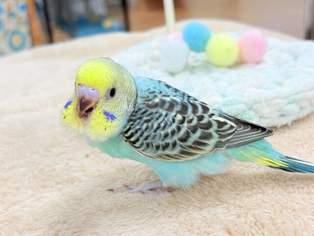 【最新画像更新】キリッとブラックがかっこいい〜😎✨セキセイインコ(レインボー)ヒナ セキセイインコ