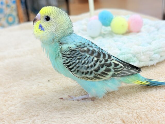 【最新画像更新】キリッとブラックがかっこいい〜😎✨セキセイインコ(レインボー)ヒナ セキセイインコ