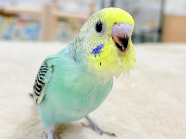 【最新画像更新】キリッとブラックがかっこいい〜😎✨セキセイインコ(レインボー)ヒナ セキセイインコ