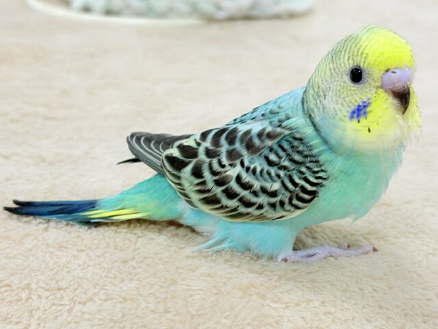 【最新画像更新】キリッとブラックがかっこいい〜😎✨セキセイインコ(レインボー)ヒナ セキセイインコ