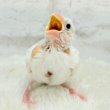 【最新画像更新🪄】今時期ピッタリ大福ちゃん🐣🍡白文鳥 ヒナ