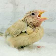 【最新画像更新🪄】ほっとカフェラテでひと休み🐣☕️𓂃 𓈒𓏸シナモン文鳥 ヒナ