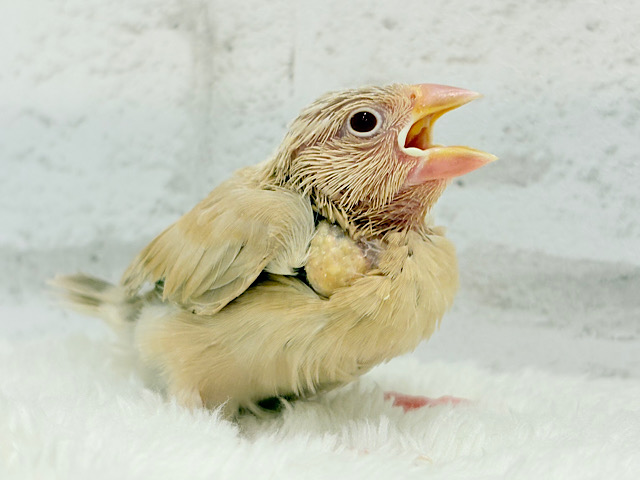 【最新画像更新🪄】ほっとカフェラテでひと休み🐣☕️𓂃 𓈒𓏸シナモン文鳥 ヒナ