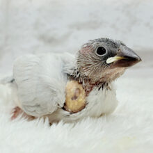 【最新画像更新🪄】食欲旺盛‪☆モリモリ食べる‪☆シルバー文鳥 ヒナ