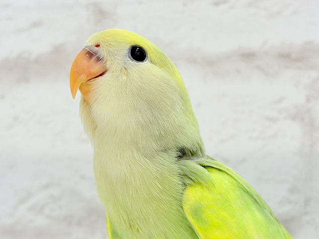 【最新画像更新🪄】キラキラお花畑が広がる💐💖コザクラインコ(タイガー系) ヒナ