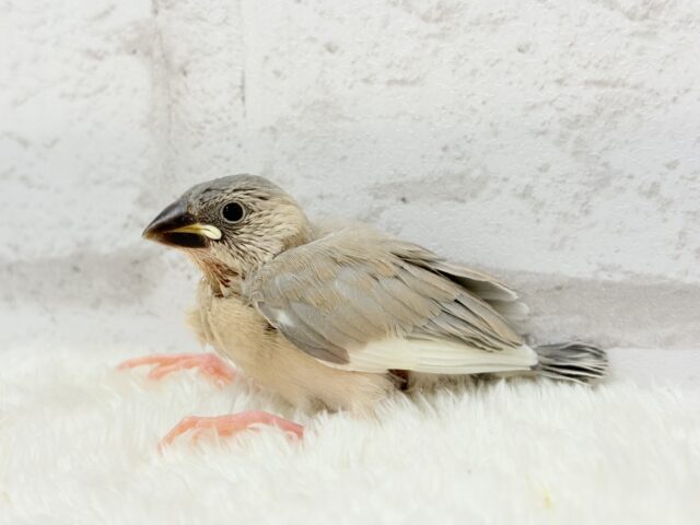 レアカラー🪅未来が楽しみ♬*°アゲイト文鳥 ヒナ アゲイト文鳥