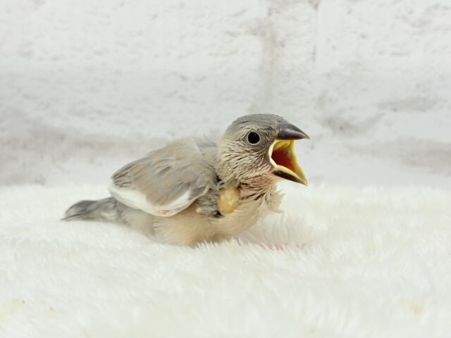 レアカラー🪅未来が楽しみ♬*°アゲイト文鳥 ヒナ アゲイト文鳥