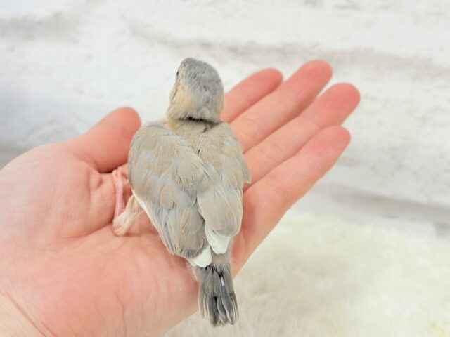 レアカラー🪅未来が楽しみ♬*°アゲイト文鳥 ヒナ アゲイト文鳥