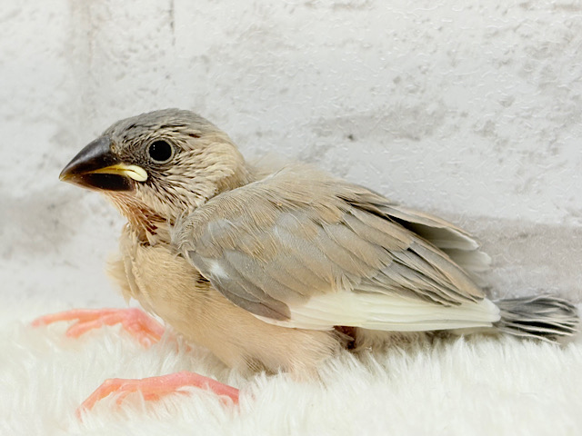 レアカラー🪅未来が楽しみ♬*°アゲイト文鳥 ヒナ レアカラー🪅未来が楽しみ♬*°アゲイト文鳥 ヒナ