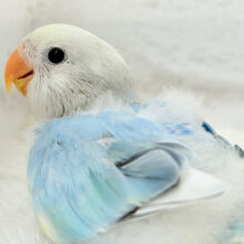 ビビッと！美鳥🐣💖オンリーワンの美しさ♡コザクラインコ(ブルーパイドオパーリン) ヒナ