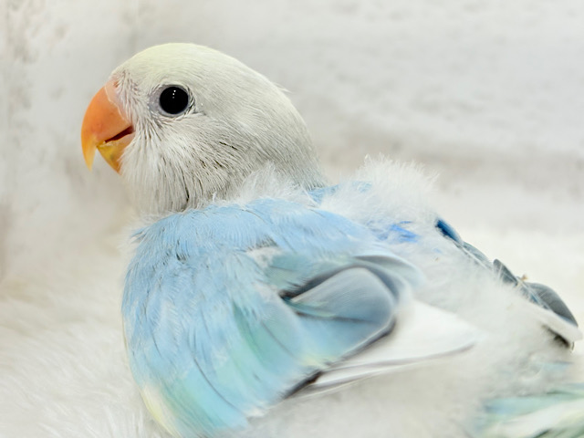 ビビッと！美鳥🐣💖オンリーワンの美しさ♡コザクラインコ(ブルーパイドオパーリン) ヒナ