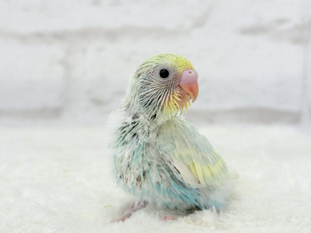 ふんわり甘々🍬メロンソーダ🧃🍈💖セキセイインコ(パステルカラーレインボー) ヒナ セキセイインコ