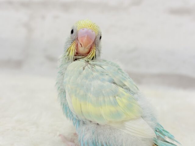 ふんわり甘々🍬メロンソーダ🧃🍈💖セキセイインコ(パステルカラーレインボー) ヒナ セキセイインコ