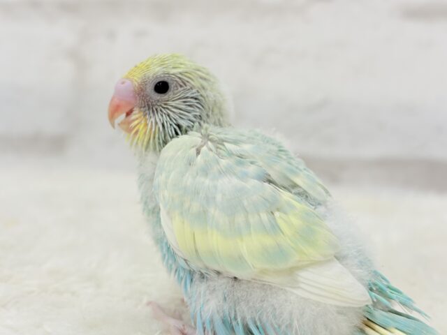 ふんわり甘々🍬メロンソーダ🧃🍈💖セキセイインコ(パステルカラーレインボー) ヒナ セキセイインコ