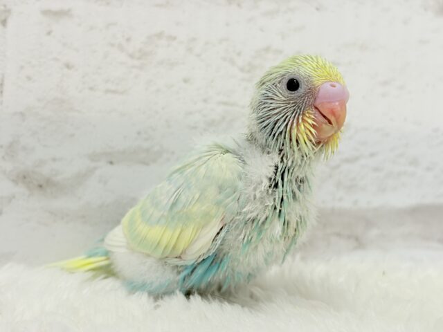 ふんわり甘々🍬メロンソーダ🧃🍈💖セキセイインコ(パステルカラーレインボー) ヒナ セキセイインコ