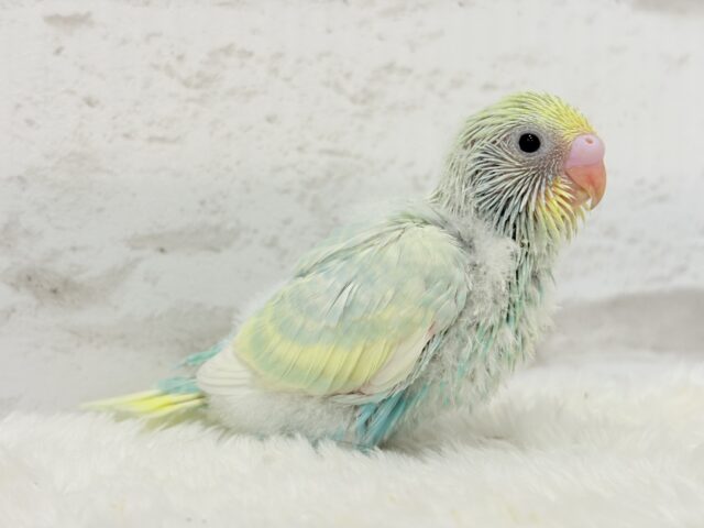 ふんわり甘々🍬メロンソーダ🧃🍈💖セキセイインコ(パステルカラーレインボー) ヒナ セキセイインコ
