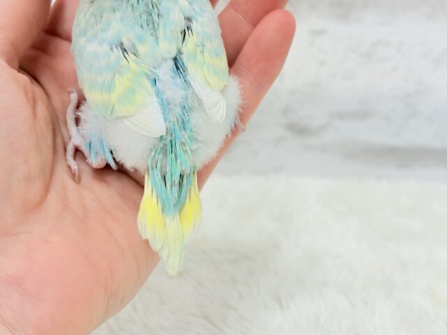 ふんわり甘々🍬メロンソーダ🧃🍈💖セキセイインコ(パステルカラーレインボー) ヒナ セキセイインコ