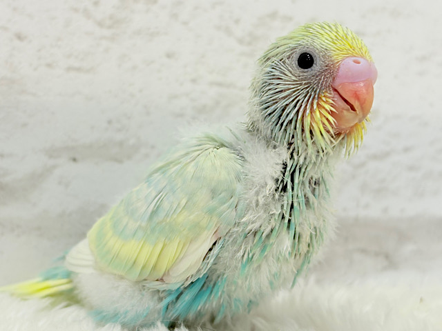 ふんわり甘々🍬メロンソーダ🧃🍈💖セキセイインコ(パステルカラーレインボー) ヒナ ふんわり甘々🍬メロンソーダ🧃🍈💖セキセイインコ(パステルカラーレインボー) ヒナ
