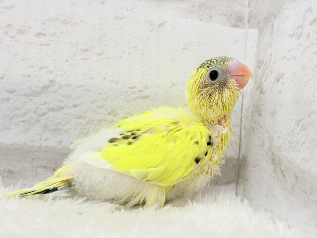 おめめキラキラ✨キュートフェイス♥セキセイインコ(黄色ハルクイン) ヒナ セキセイインコ