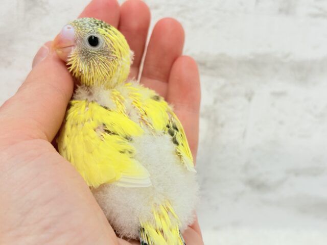 おめめキラキラ✨キュートフェイス♥セキセイインコ(黄色ハルクイン) ヒナ セキセイインコ