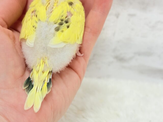 おめめキラキラ✨キュートフェイス♥セキセイインコ(黄色ハルクイン) ヒナ セキセイインコ