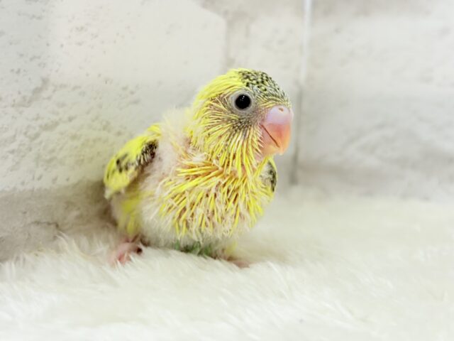 おめめキラキラ✨キュートフェイス♥セキセイインコ(黄色ハルクイン) ヒナ セキセイインコ