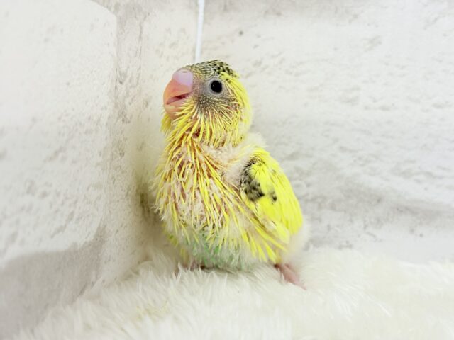おめめキラキラ✨キュートフェイス♥セキセイインコ(黄色ハルクイン) ヒナ セキセイインコ