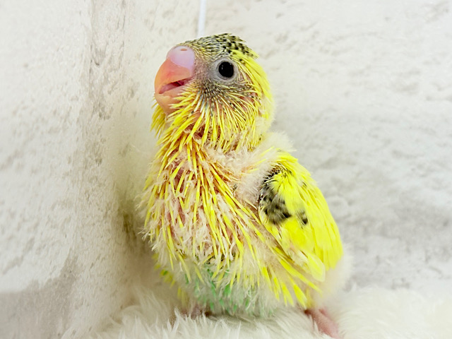 おめめキラキラ✨キュートフェイス♥セキセイインコ(黄色ハルクイン) ヒナ おめめキラキラ✨キュートフェイス♥セキセイインコ(黄色ハルクイン) ヒナ