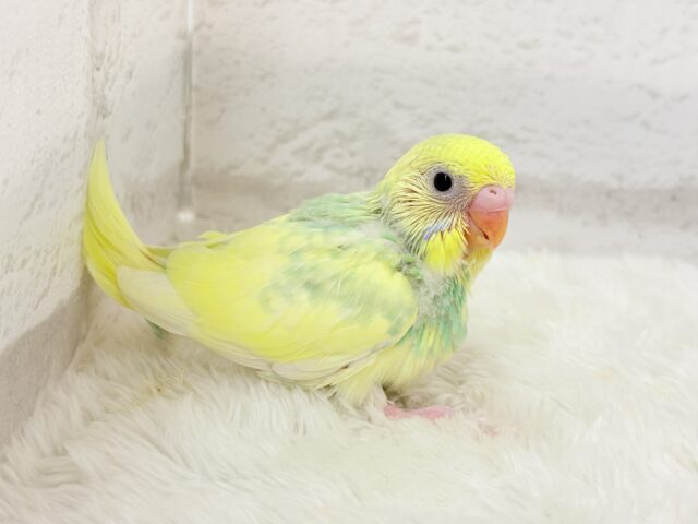 可愛いお顔に見つめられたら……🐣💘セキセイインコ(パステルカラーレインボーパイド) ヒナ セキセイインコ