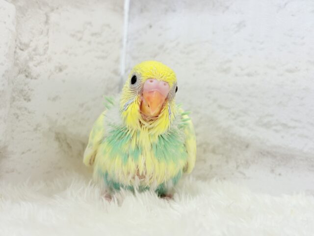 可愛いお顔に見つめられたら……🐣💘セキセイインコ(パステルカラーレインボーパイド) ヒナ セキセイインコ