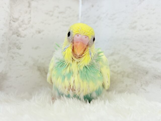 可愛いお顔に見つめられたら……🐣💘セキセイインコ(パステルカラーレインボーパイド) ヒナ セキセイインコ