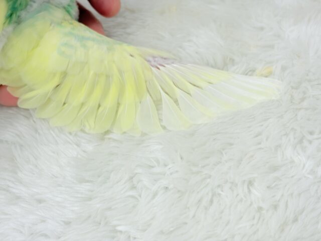 可愛いお顔に見つめられたら……🐣💘セキセイインコ(パステルカラーレインボーパイド) ヒナ セキセイインコ