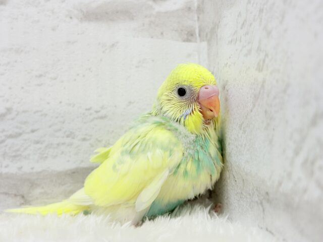可愛いお顔に見つめられたら……🐣💘セキセイインコ(パステルカラーレインボーパイド) ヒナ セキセイインコ