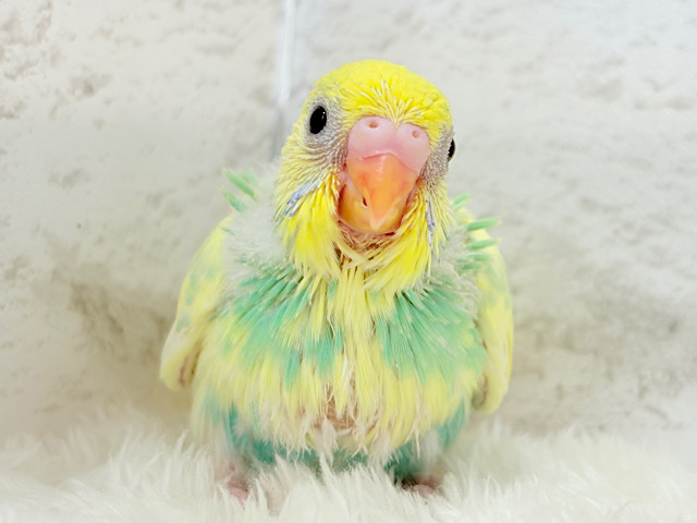 可愛いお顔に見つめられたら……🐣💘セキセイインコ(パステルカラーレインボーパイド) ヒナ 可愛いお顔に見つめられたら……🐣💘セキセイインコ(パステルカラーレインボーパイド) ヒナ