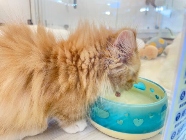 この短い足みよ🥰マンチカン(レッドタビー&ホワイト)🍓🍼男の子💙2025年10月10日生まれ マンチカン