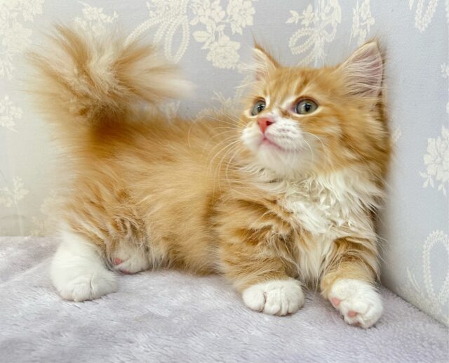 この短い足みよ🥰マンチカン(レッドタビー&ホワイト)🍓🍼男の子💙2025年10月10日生まれ マンチカン