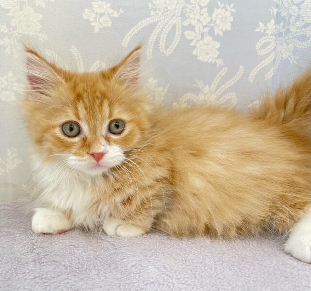 この短い足みよ🥰マンチカン(レッドタビー&ホワイト)🍓🍼男の子💙2025年10月10日生まれ マンチカン