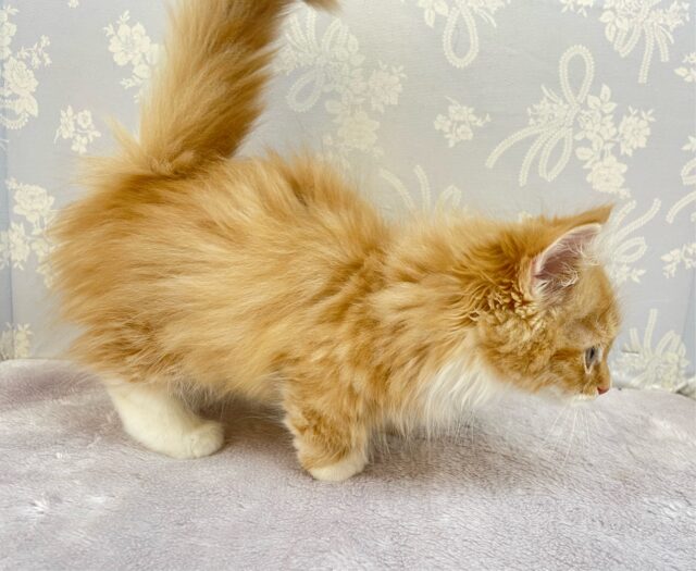 この短い足みよ🥰マンチカン(レッドタビー&ホワイト)🍓🍼男の子💙2025年10月10日生まれ マンチカン